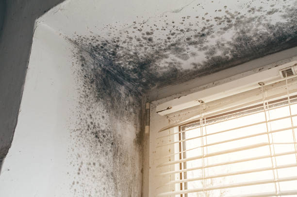 Affordable Mold Removal solutions in Brick, NJ
